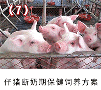 仔豬斷奶期保健飼養(yǎng)方案